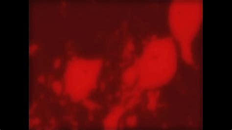 Tetas Negras Search XVIDEOS