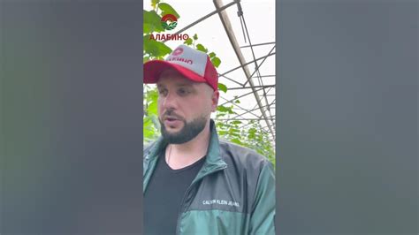 Огурец молодец!! Сорт Северин F1 #огурцытепличные #гидропоника - YouTube