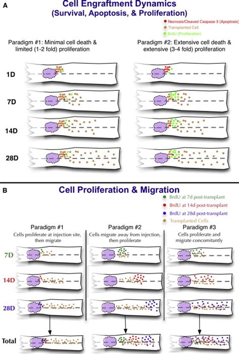 Spatiotemporal Dynamics Paradigms | Download Scientific Diagram