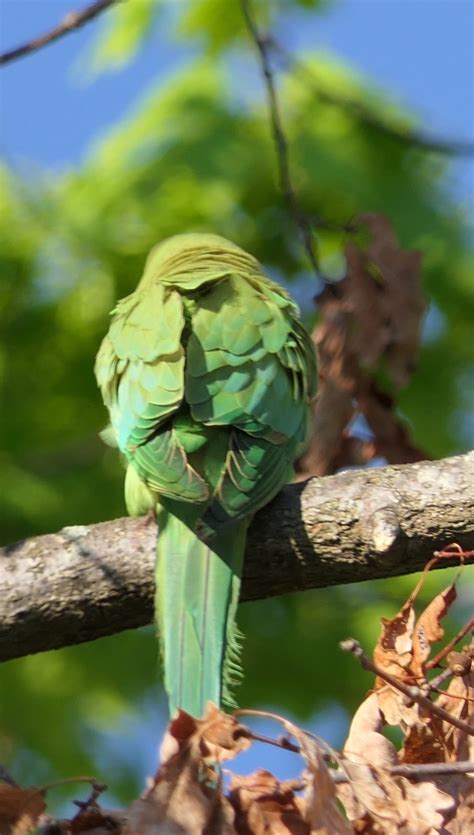 A Very Shy Bird By Supergold