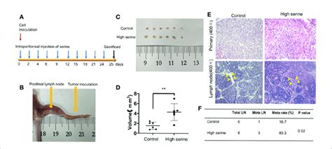 Cancer Metastasis Analysis In Nude Mice A The Schematic Of Time