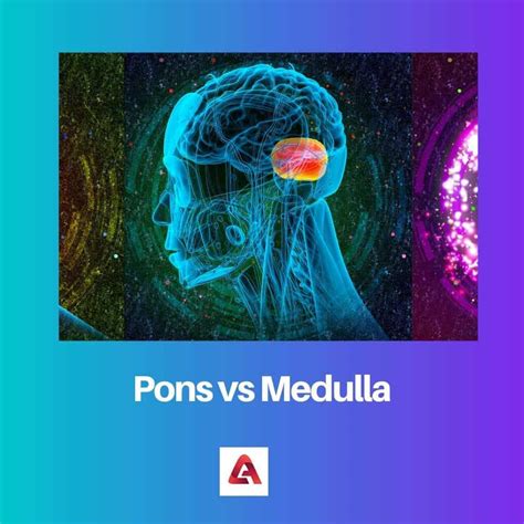 Pons vs Medulla: Perbedaan dan Perbandingan