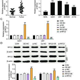 Rfc Expression Is Upregulated In Gbm Tissues And Cells A Rt Qpcr