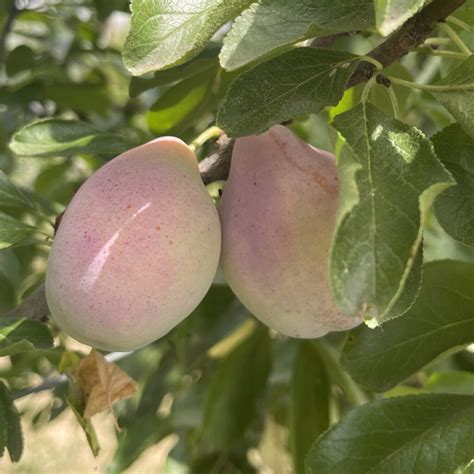 Susino Coscia Di Monaca Frutto Centrale Della Frutta