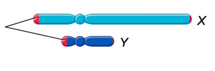LECTURE 7 SEX CHROMOSOMES AND SEX LINKED INHERITANCE Flashcards Quizlet