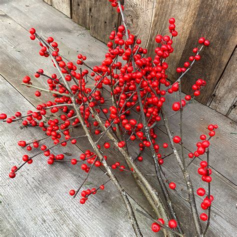 Christmas Greens Deciduous Holly 5 Long Stems Christmas Greens