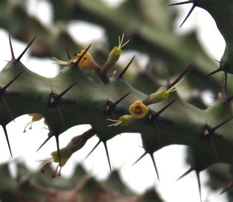 Euphorbia