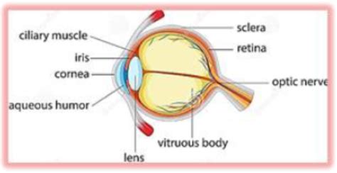 Draw a labelled diagram of human eye and explain the image of formation.