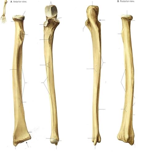 Radius And Ulna Diagram Quizlet