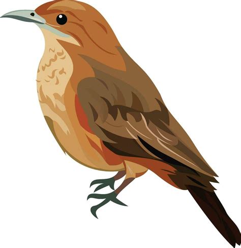 The Rufous Hornero Argentina National Bird Vector Illustration