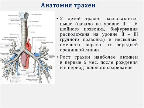 Анатомия органов дыхания - презентация онлайн