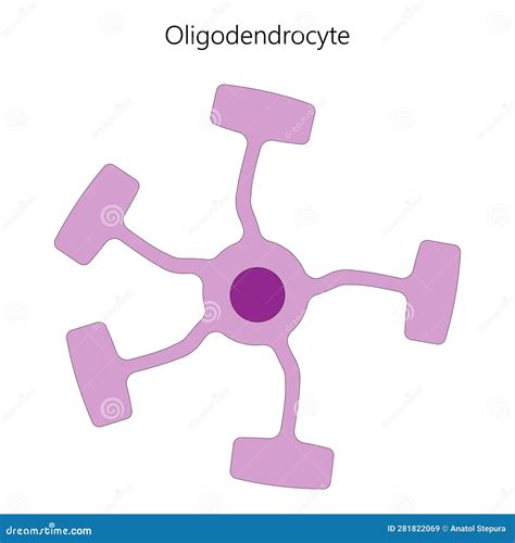 Oligodendrocytes Illustrations Royaltyfree Vector