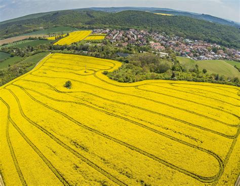 Ernteprognose Raps Warum 2023 das letzte gute Jahr werden könnte