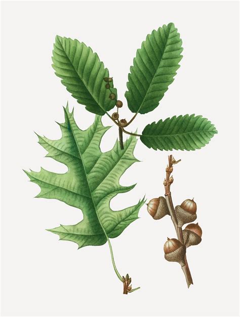Eastern Black Oak Tree Branch Download Free Vectors Clipart Graphics