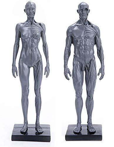 Buy Xyxz Anatomy Models Human Body Anatomy Figure Female Male