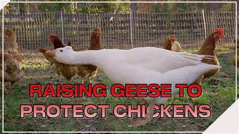 Raising Geese to Protect Chickens - YouTube