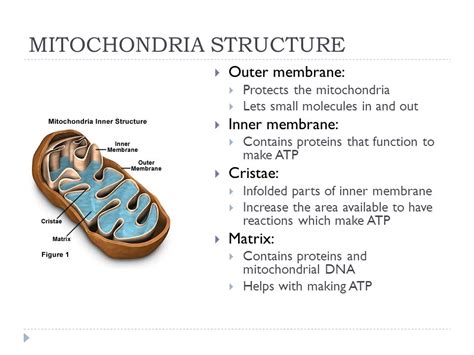 Matrix of mitochondria - profsclub