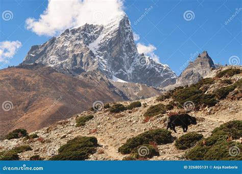 A Black Yak On A Steep Hill In Front Of The Peak Of Mount Tobuche