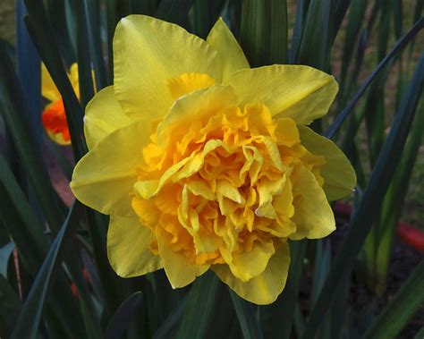 Нарцисс Дик Вилден (Narcissus Dick Wilden) | отзывы