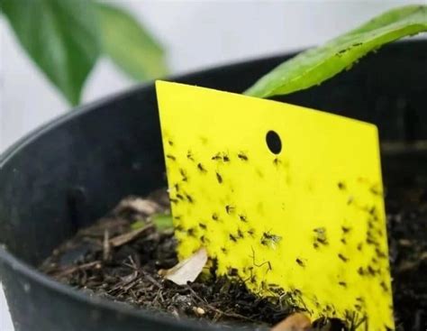 🧐СПАСАЕМ КОМНАТНЫЕ РАСТЕНИЯ ОТ ПОЧВЕННОЙ МОШКИ🐜 | Садовый центр ...