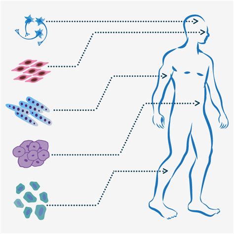 Embryonic Development Database Lifemap Discovery