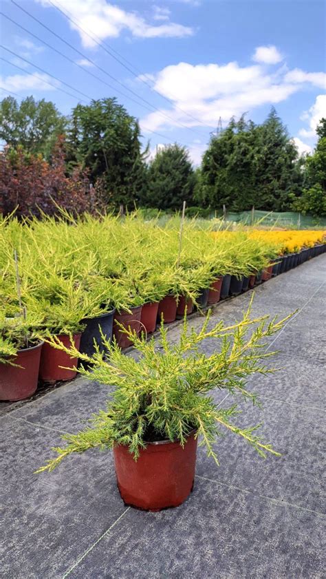 Juniperus Chinensis Kuriwao Gold Foja Landscaping