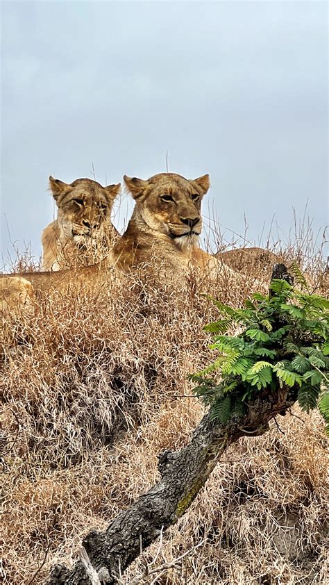 Kristen Bellamy (@kristenbellamy) • Instagram photos and videos