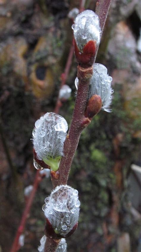 Embrace The Charm Of Spring A Guide To Growing Pussy Willow