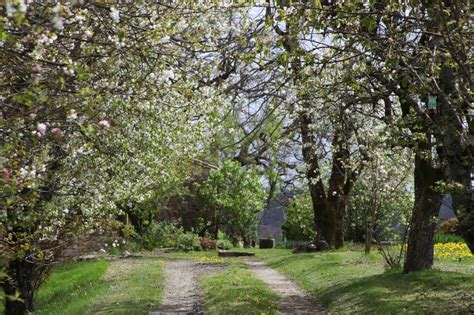 Les cerisiers en fleur, un instant d’harmonie avec la nature ...