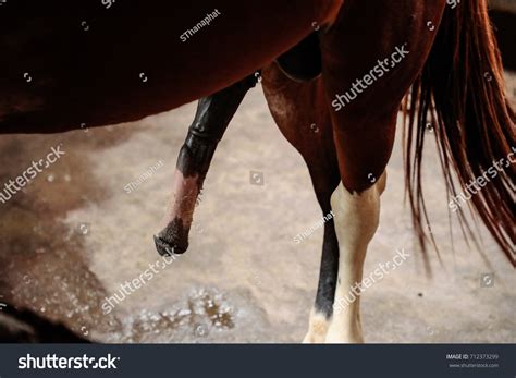 170 Erect Animal Penis 이미지 스톡 사진 및 벡터 Shutterstock