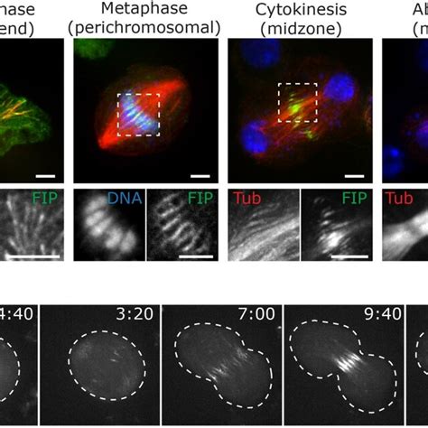 Fip Shows Cell Cycle Dependent Mt And Chromatin Localization