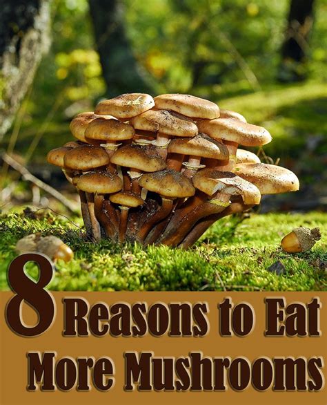 8 Reasons To Eat More Mushrooms Stuffed Mushrooms Edible Mushrooms