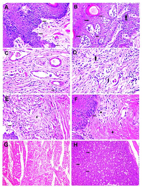 Histopathologic Examination Of Skin And Visceral Organs Of Rabbits