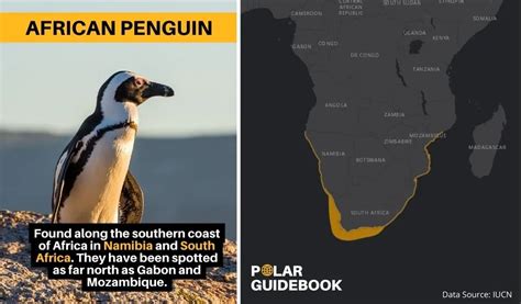 Where Do Penguins Live? [With Map] - Polar Guidebook