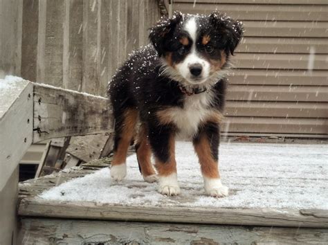 Raising a Mini Aussie: The experience of getting a second Aussie