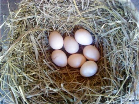 mengenal ayam kate  ayam mungil  lucu hobi ternak