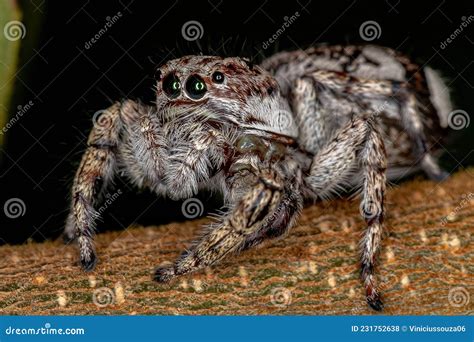 Giant Jumping Spider stock photo. Image of chelicerate - 231752638