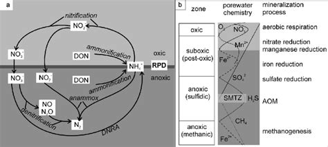 2 A The Marine Biogeochemical Nitrogen Cycle And The Main Redox