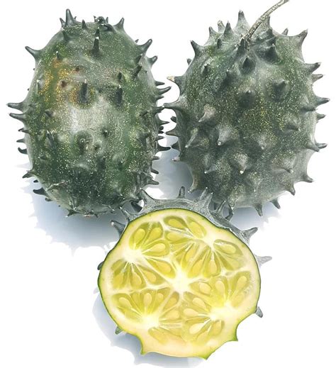 Horned African Cucumber Rare Plants