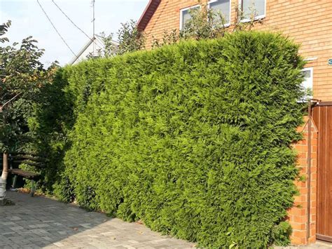 Живая изгородь из туй (28 фото): какая туя лучше подходит для забора ...