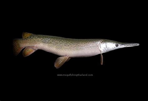 Alligator Gar (Atractosteus spatula) | MegaFishingThailand