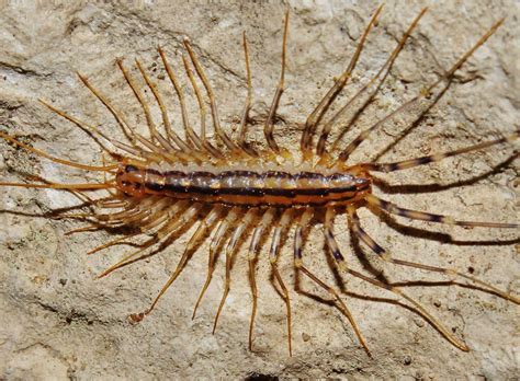 Домашние многоножки (74 фото) - фото - картинки и рисунки: скачать ...