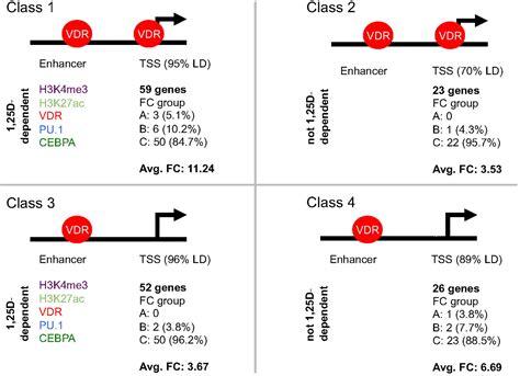 Frontiers Primary Vitamin D Target Genes Of Human Monocytes