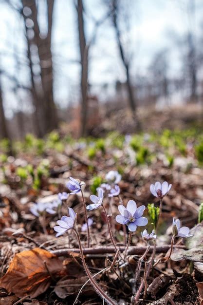 Flores Azules Salvajes Que Crecen En El Bosque Foto Premium