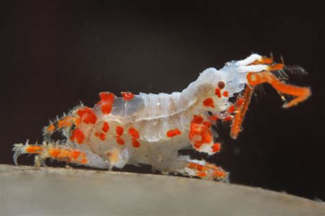 Genus Podocerus · iNaturalist