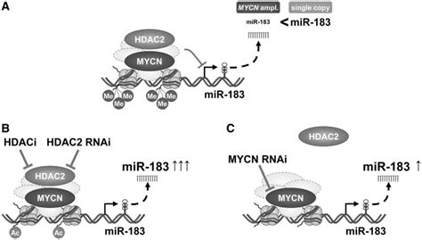 Schematic Model Of Mycnhdac2 Mediated Mir 183 Repression In