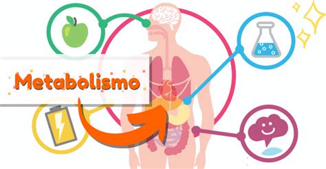 O Que Significa Metabolismo Alto - Mapa Mental Sobre Metabolismo - RETOEDU