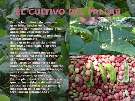 PPTX Cultivo De Pallar DOKUMEN TIPS