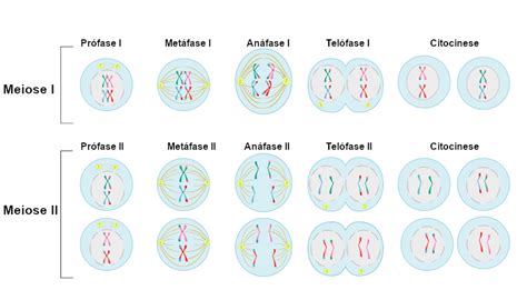 Etapa Da Meiose - O Que É A Meiose : Revisão sobre meiose (artigo) – HNPOMS
