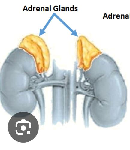 gland adrenal flashcards quizlet